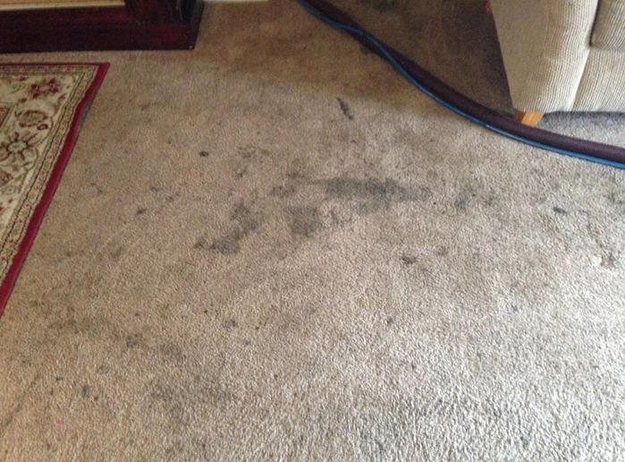 Dirty Carpets Left from an Inexperienced Window Cleaner